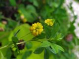 Trifolium aureum. Верхушка побега с соцветием. Краснодарский край, городской округ Сочи, Адлерский р-н, с. Эстосадок, горнолыжный курорт \"Роза Хутор\", обочина горнолыжной трассы в лесу, северный склон хр. Аибга, 1200 м н.у.м. 08.08.2023.