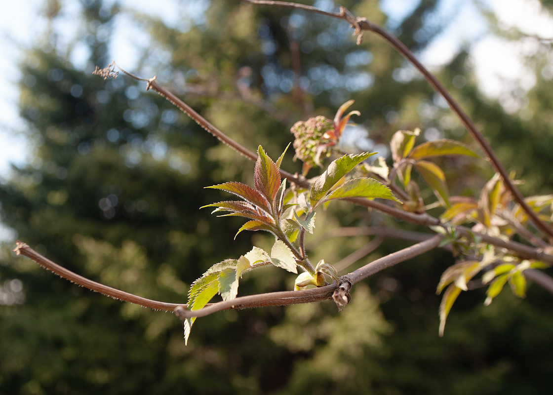 Изображение особи Sambucus sibirica.