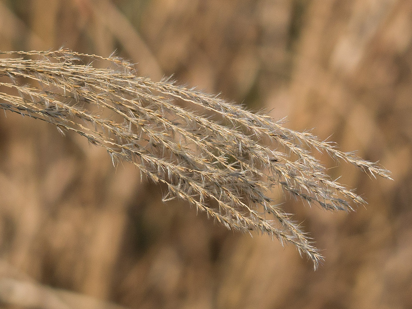 Изображение особи Miscanthus sinensis.