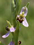 Ophrys apifera