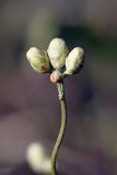 Lepidolopha komarowii. Побег с нераспустившимися соцветиями. Южный Казахстан, хр. Боролдайтау, г. Нурбай. 01.06.2010.