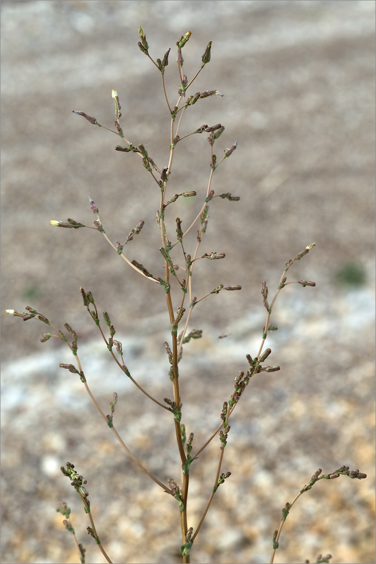 Изображение особи Lactuca serriola.