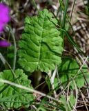 Primula cortusoides. Лист. Хакасия, Орджоникидзевский р-н, горная гряда Сундуки, подножие степного склона. 07.06.2022.