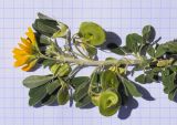 Medicago arborea. Верхушка побега с соцветиями и соплодиями различной степени развития. Испания, автономное сообщество Каталония, провинция Жирона, комарка Баш Эмпорда, муниципалитет Калонже, пос. Сант-Антони-де-Калонже, крутой приморский склон. 14.04.2024.