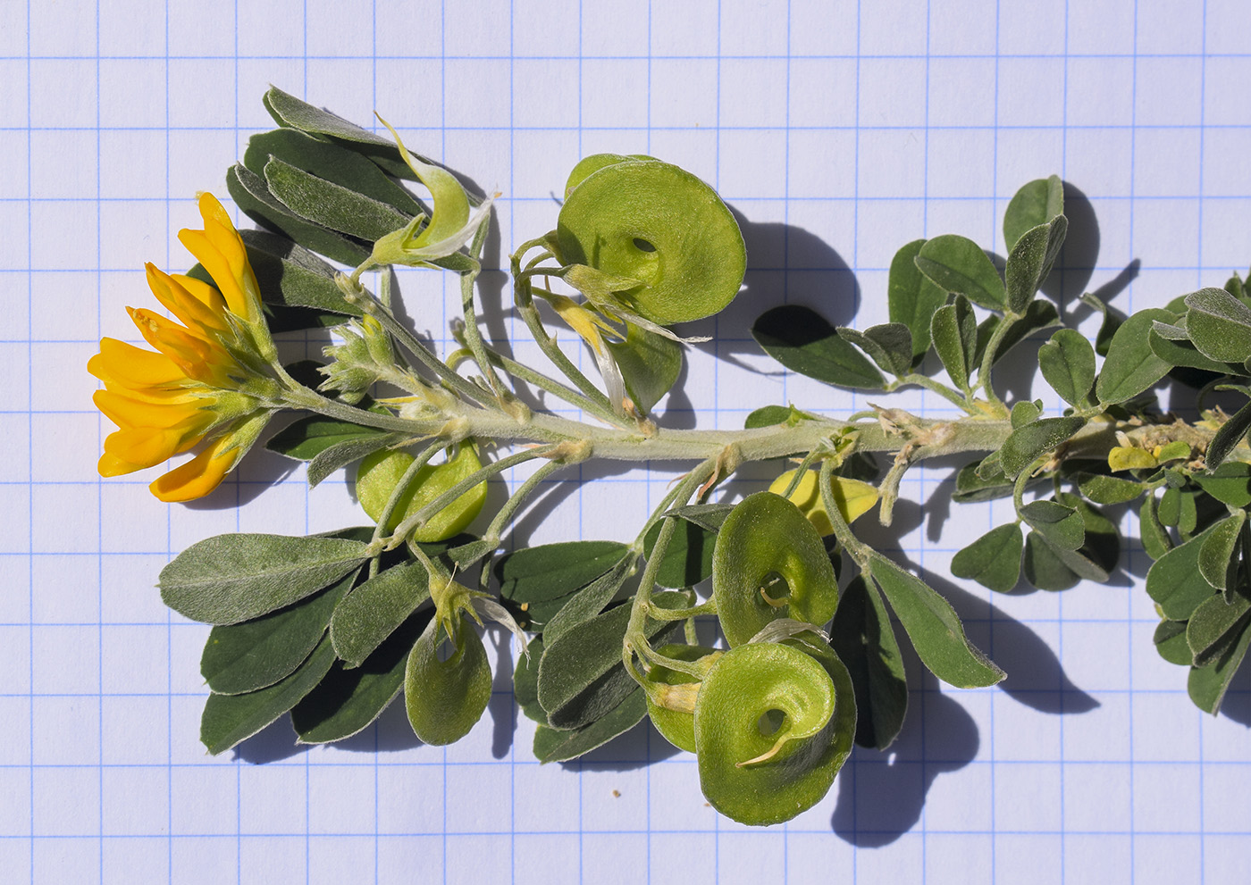 Image of Medicago arborea specimen.