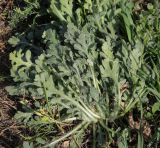 genus Papaver