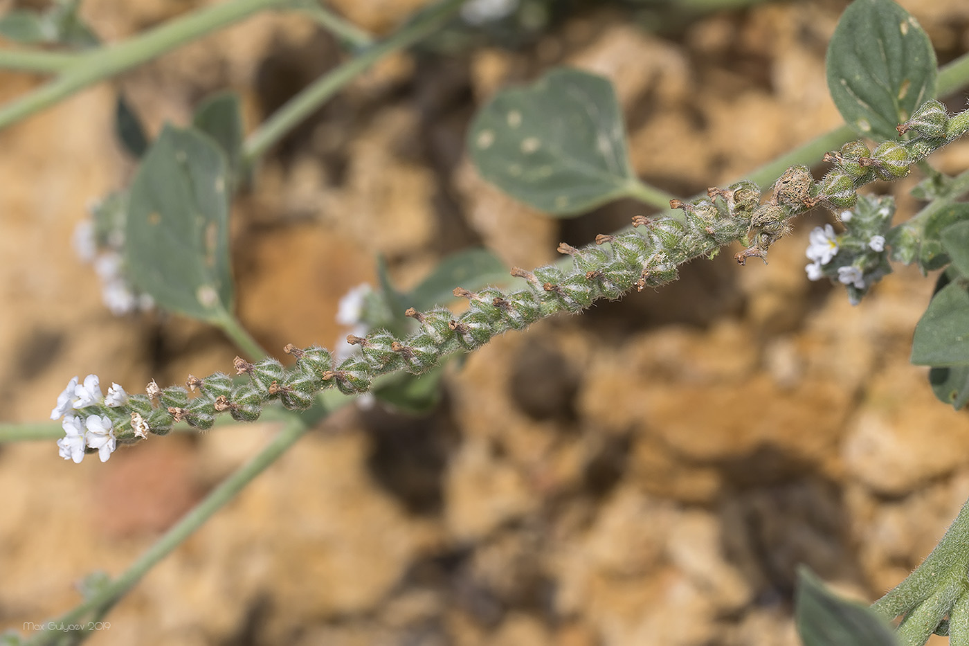 Image of genus Heliotropium specimen.