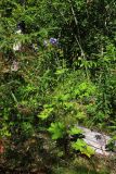 genus Geranium
