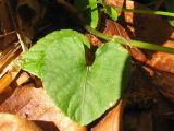 Viola reichenbachiana