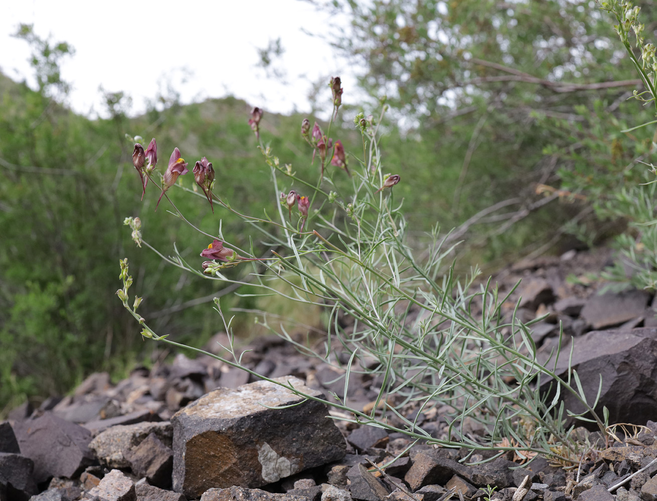 Image of Linaria popovii specimen.