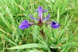 Iris setosa