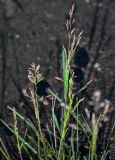 familia Poaceae. Верхушки побегов с соцветиями. Красноярский край, Таймырский Долгано-Ненецкий р-н, плато Путорана, устье р. Кутарамакан, затопленный участок песчаного пляжа. 23.07.2023.