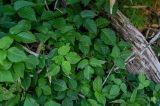 Toxicodendron orientale