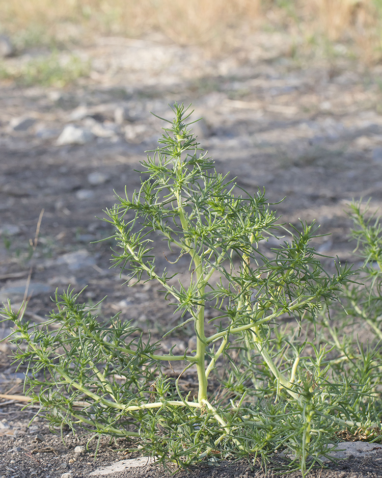 Image of Salsola soda specimen.