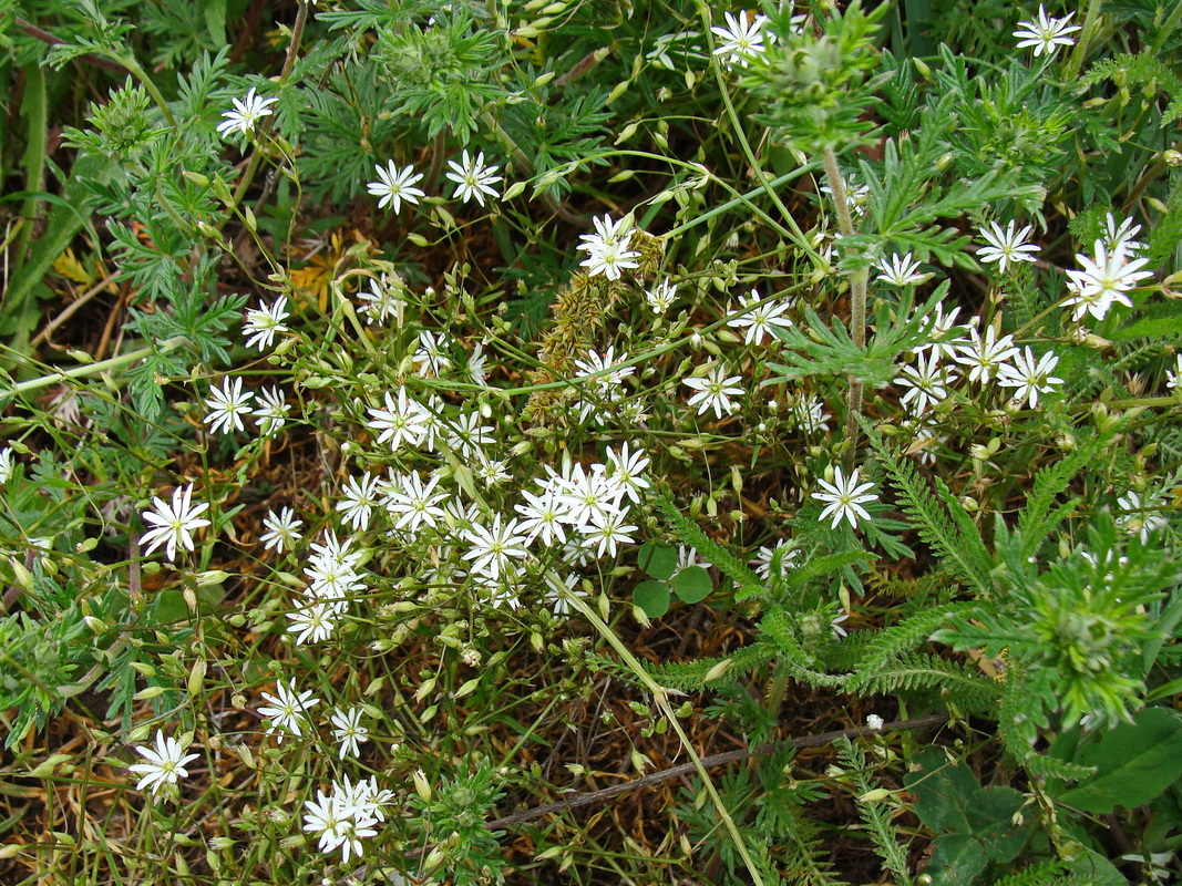 Изображение особи Stellaria graminea.