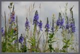 Veronica teucrium