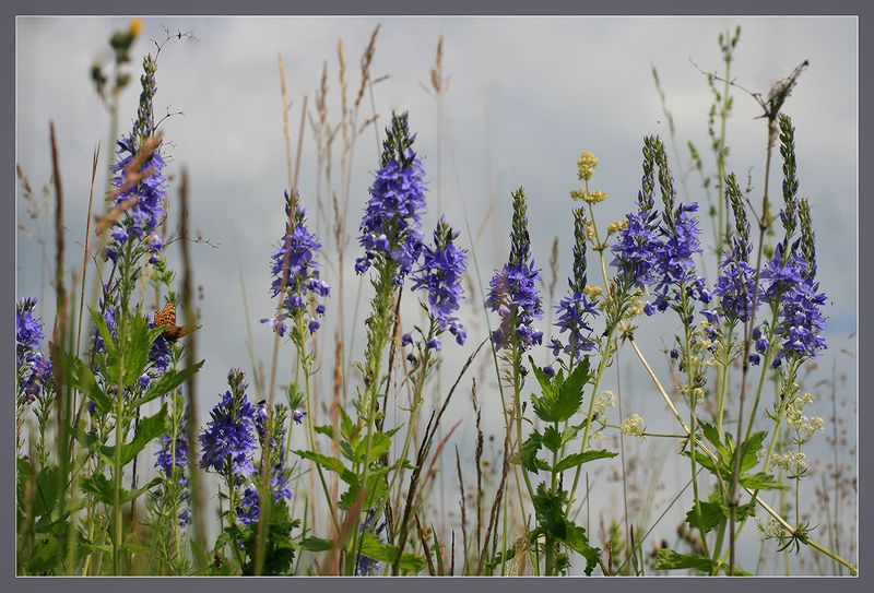 Изображение особи Veronica teucrium.