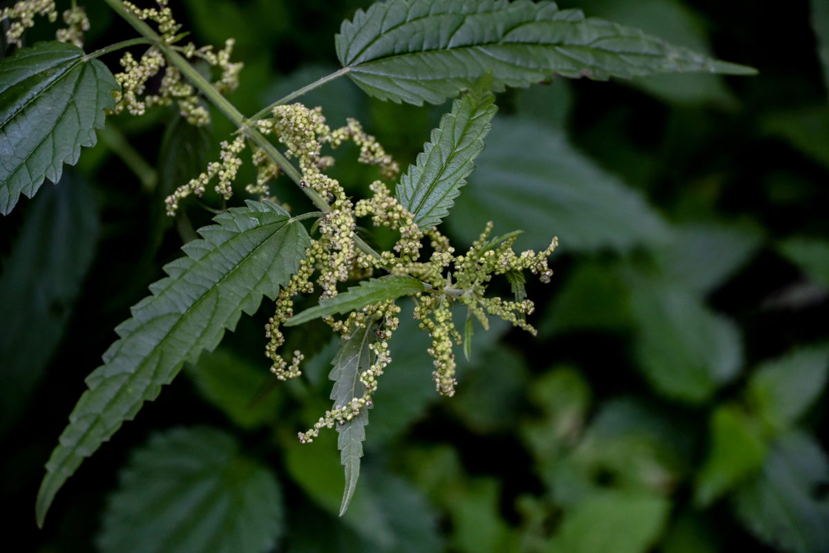 Image of Urtica dioica specimen.
