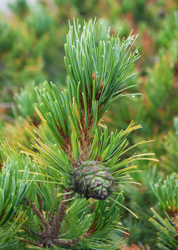 Image of Pinus pumila specimen.
