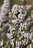 Erica arborea