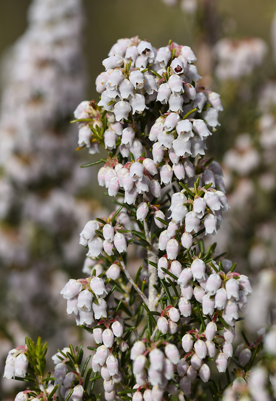 Image of Erica arborea specimen.