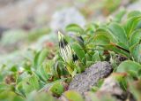 Gentiana algida