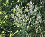 Salvia aethiopis