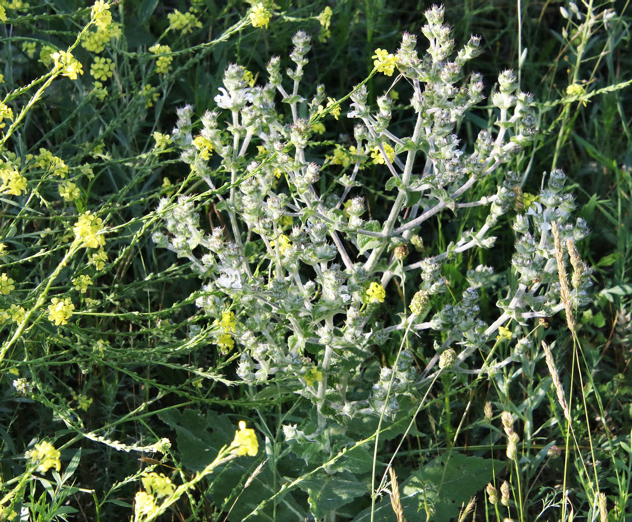 Image of Salvia aethiopis specimen.