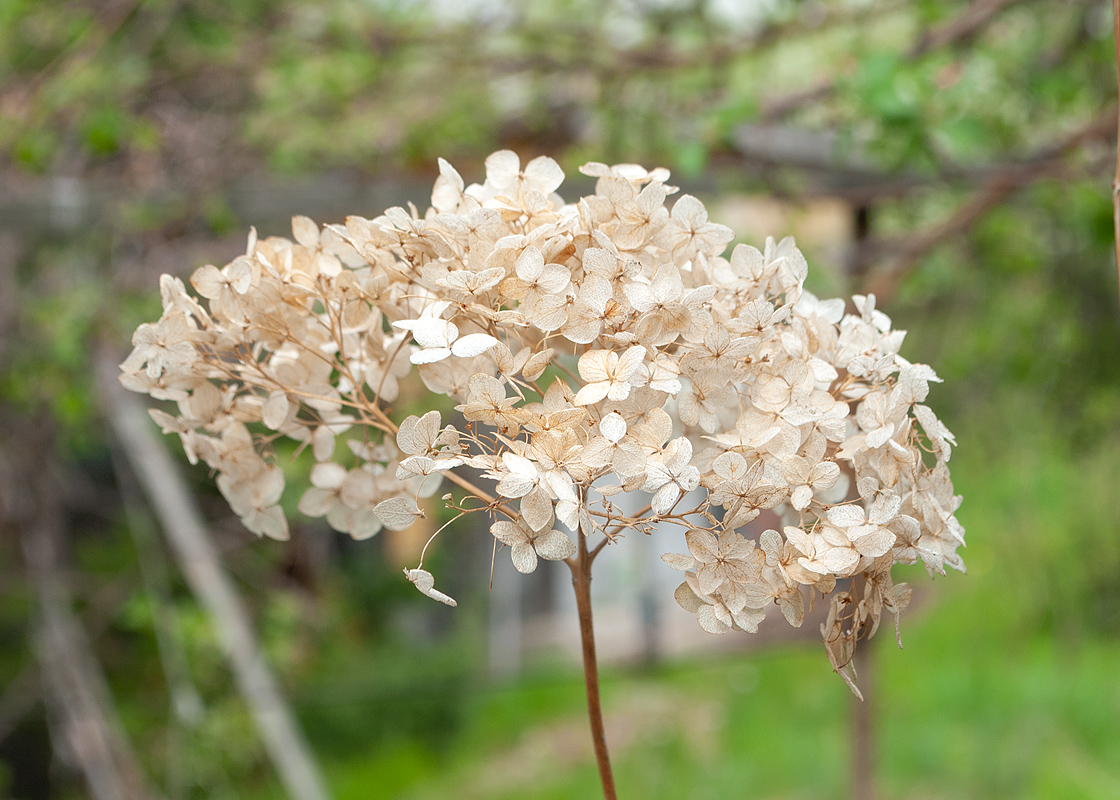 Image of Hydrangea arborescens specimen.
