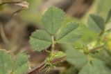 род Medicago