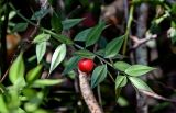 Ruscus aculeatus. Верхушка ветви с плодом. Краснодарский край, Сочи, Хостинский р-н, ущ. р. Хоста, Тисово-самшитовая роща, смешанный лес. 10.03.2025.