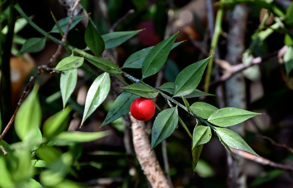 Изображение особи Ruscus aculeatus.