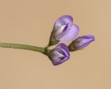 Vicia disperma