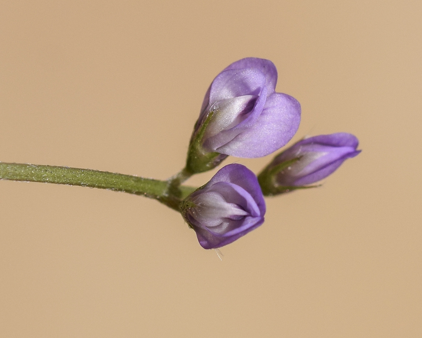 Image of Vicia disperma specimen.