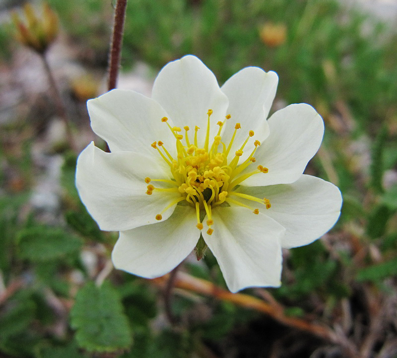 Image of Dryas octopetala specimen.