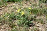 Sterigmostemum caspicum