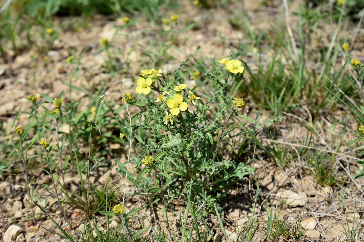 Image of Sterigmostemum caspicum specimen.