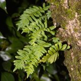 genus Polypodium