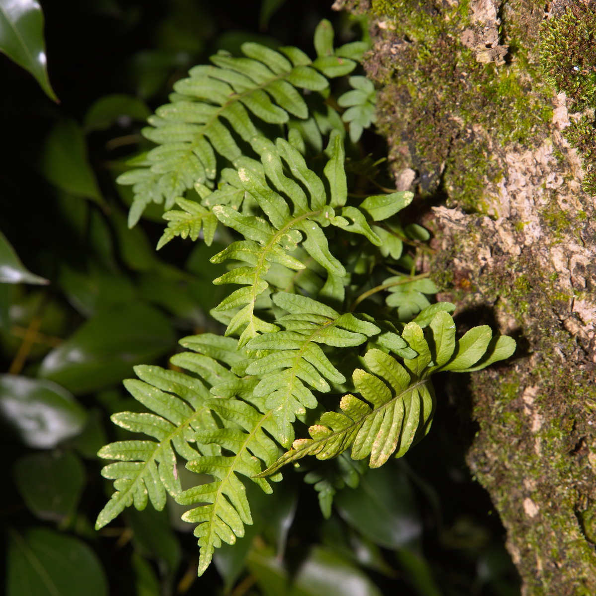 Изображение особи род Polypodium.