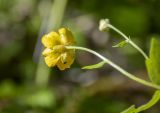 Ranunculus cappadocicus. Цветок (вид со стороны чашечки). Краснодарский край, Апшеронский р-н, хр. Азиш-Тау, пихтово-кленовый лес. 24.05.2025.