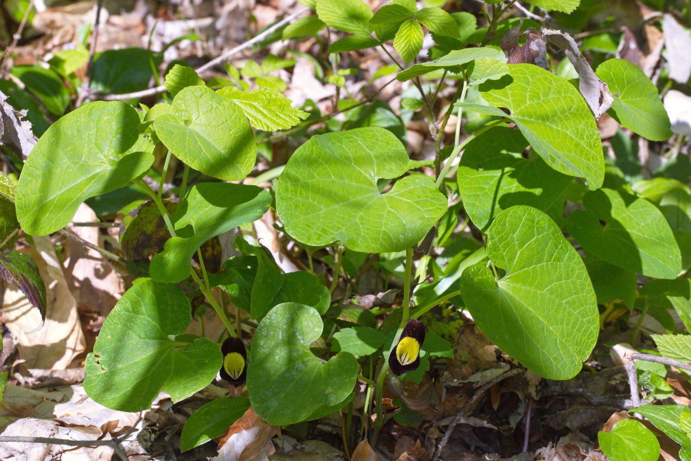 Image of Aristolochia steupii specimen.