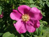 Rosa rugosa. Цветок. Хабаровский край, окр. г. Комсомольск-на-Амуре, опушка смешанного леса (зарастающая лесом куртина.). 27.06.2025.