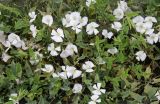 Convolvulus arvensis. Цветущие растения с повреждёнными цветками. Москва, ЮАО, р-н Нагатино-Садовники, обочина тротуара у трамвайных путей. 19.06.2025.