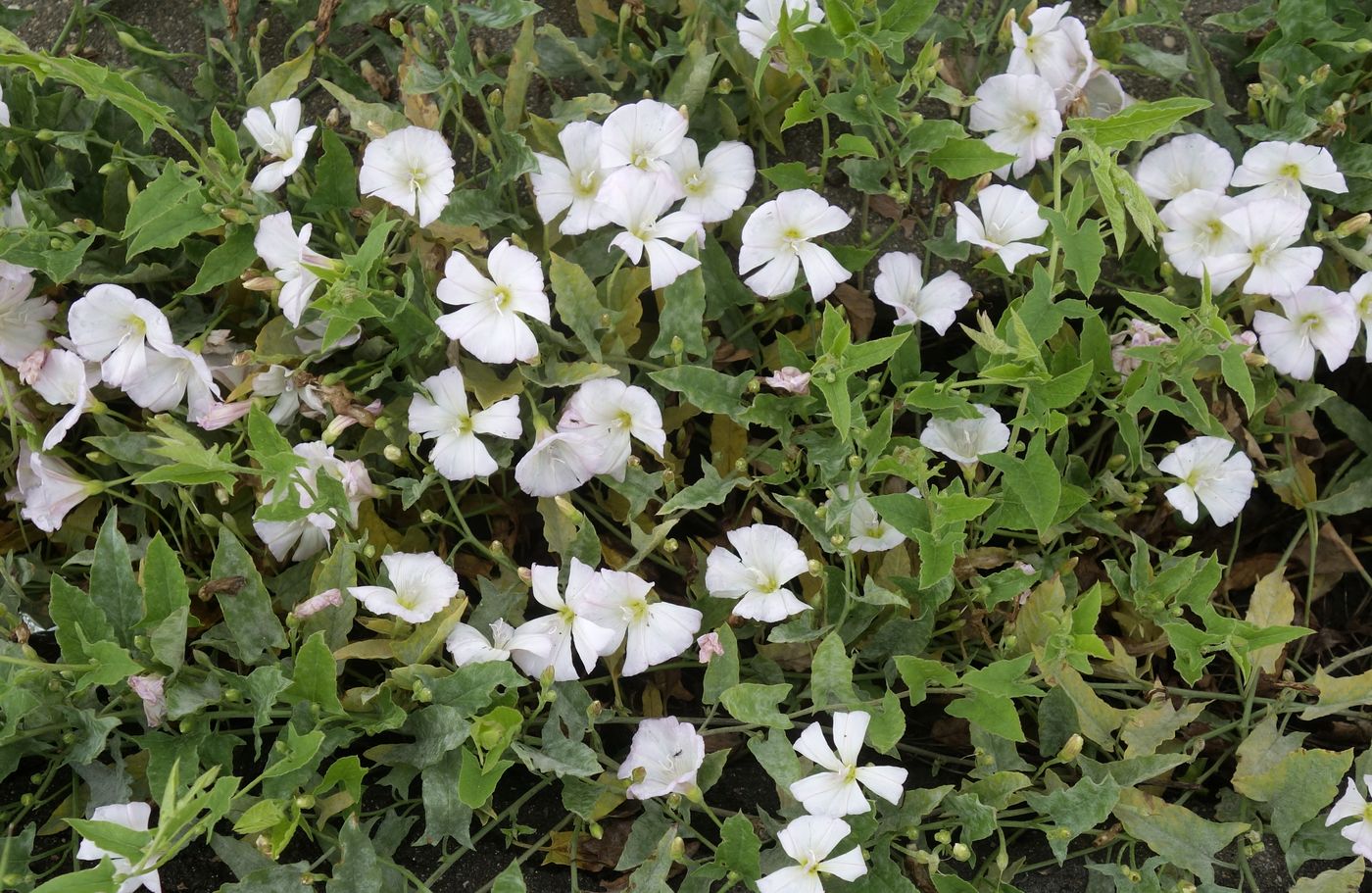 Изображение особи Convolvulus arvensis.
