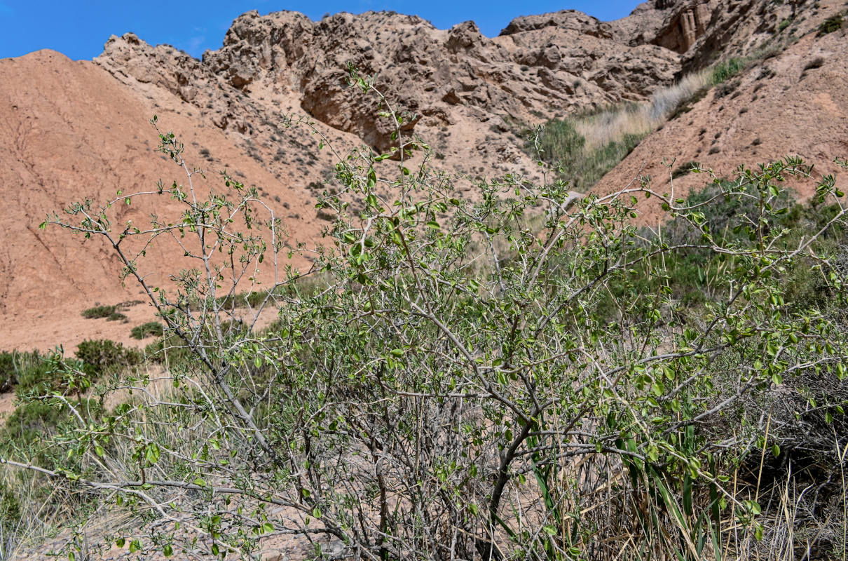 Изображение особи Zygophyllum xanthoxylum.