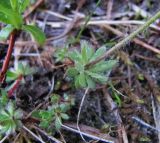 Androsace arctisibirica