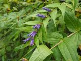Gentiana schistocalyx. Верхушка цветущего растения. Северная Осетия, Ирафский р-н, дол. р. Танадон, опушка смешанного леса. 19.09.2024.