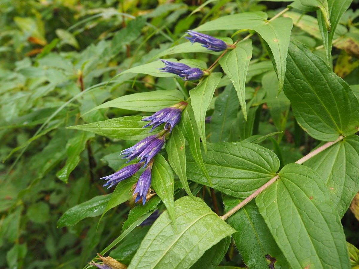 Image of Gentiana schistocalyx specimen.