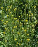 Erysimum hieraciifolium. Верхушки цветущих и плодоносящих растений. Хабаровский край, г. Комсомольск-на-Амуре, берег р. Силинка. 02.07.2025.