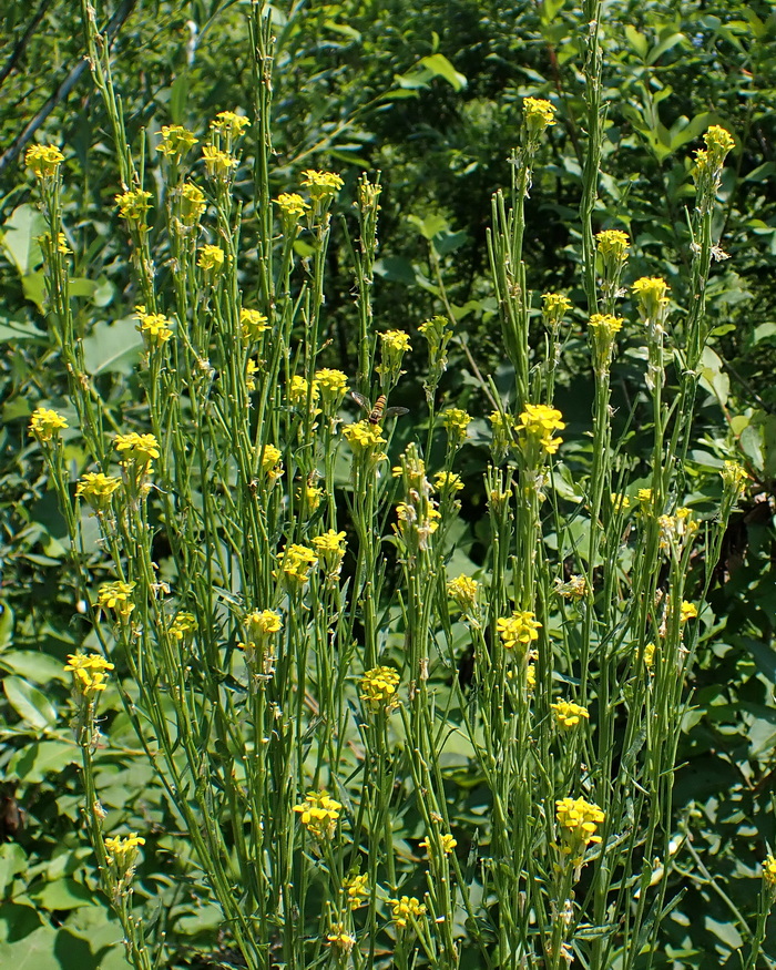 Image of Erysimum hieraciifolium specimen.